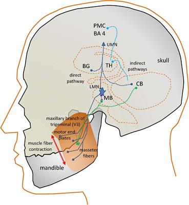 A Neuromotor to Acoustical Jaw-Tongue Projection Model With Application in Parkinson’s Disease Hypokinetic Dysarthria